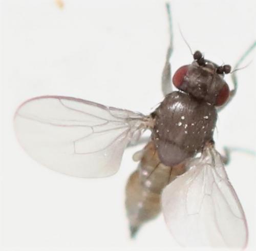 Pteremis fenestralis